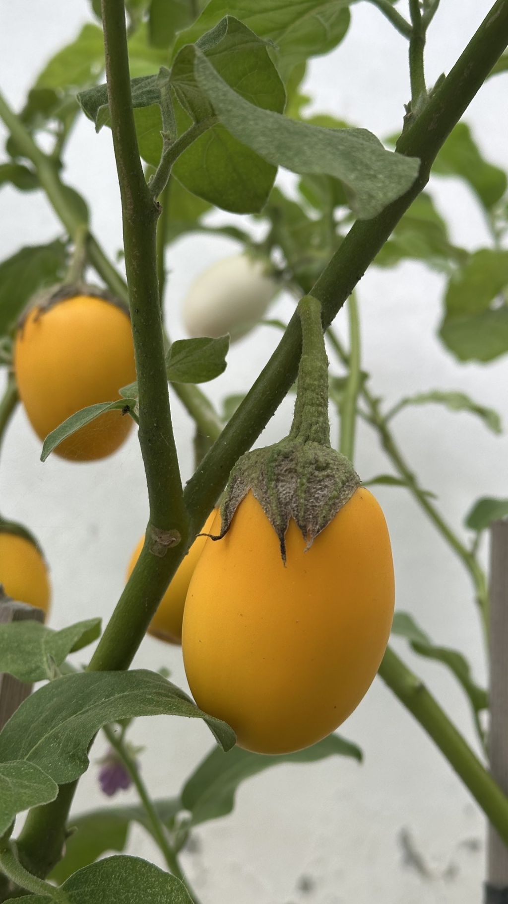 🍆가지가 영어로 eggplant 인 이유 | 인스티즈