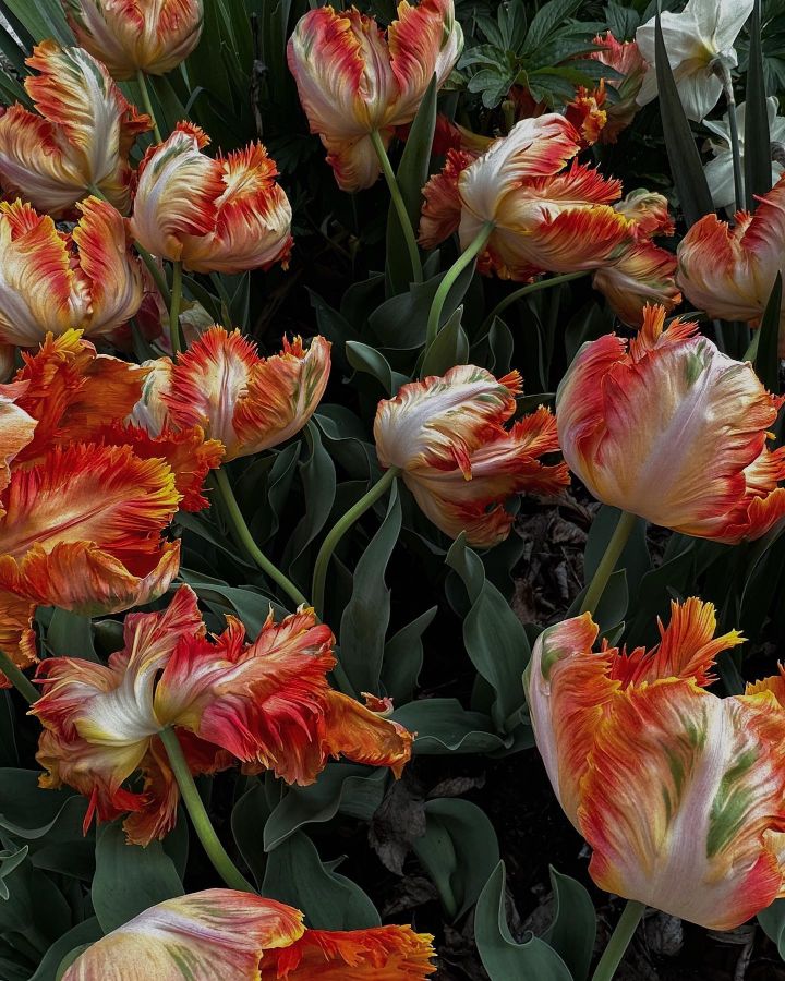 한국인은 다른 게 생각나는 꽃 사진 | 인스티즈