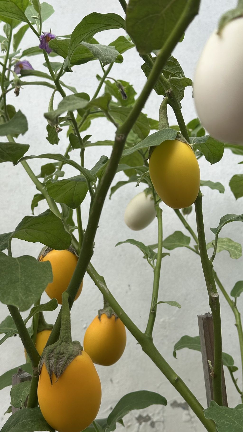 🍆가지가 영어로 eggplant 인 이유 | 인스티즈