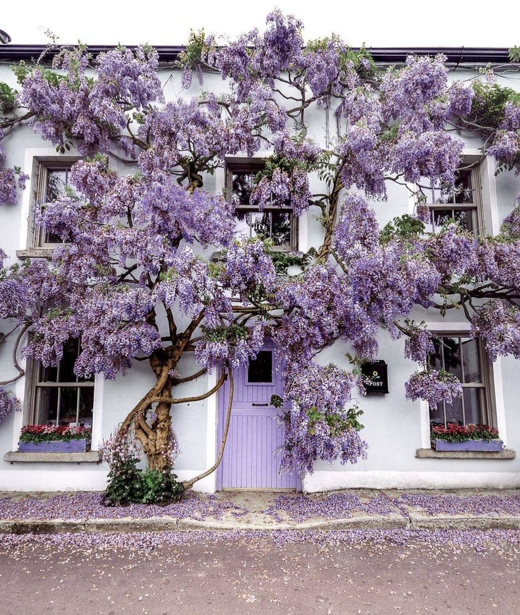 한국에선 생소한 보라색 가로수꽃 | 인스티즈