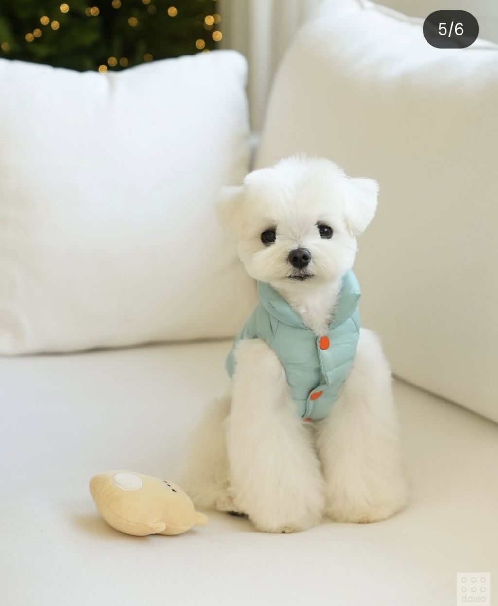 다이소에서 나온 강아지 고양이 겨울 옷 🐶 🐱 | 인스티즈