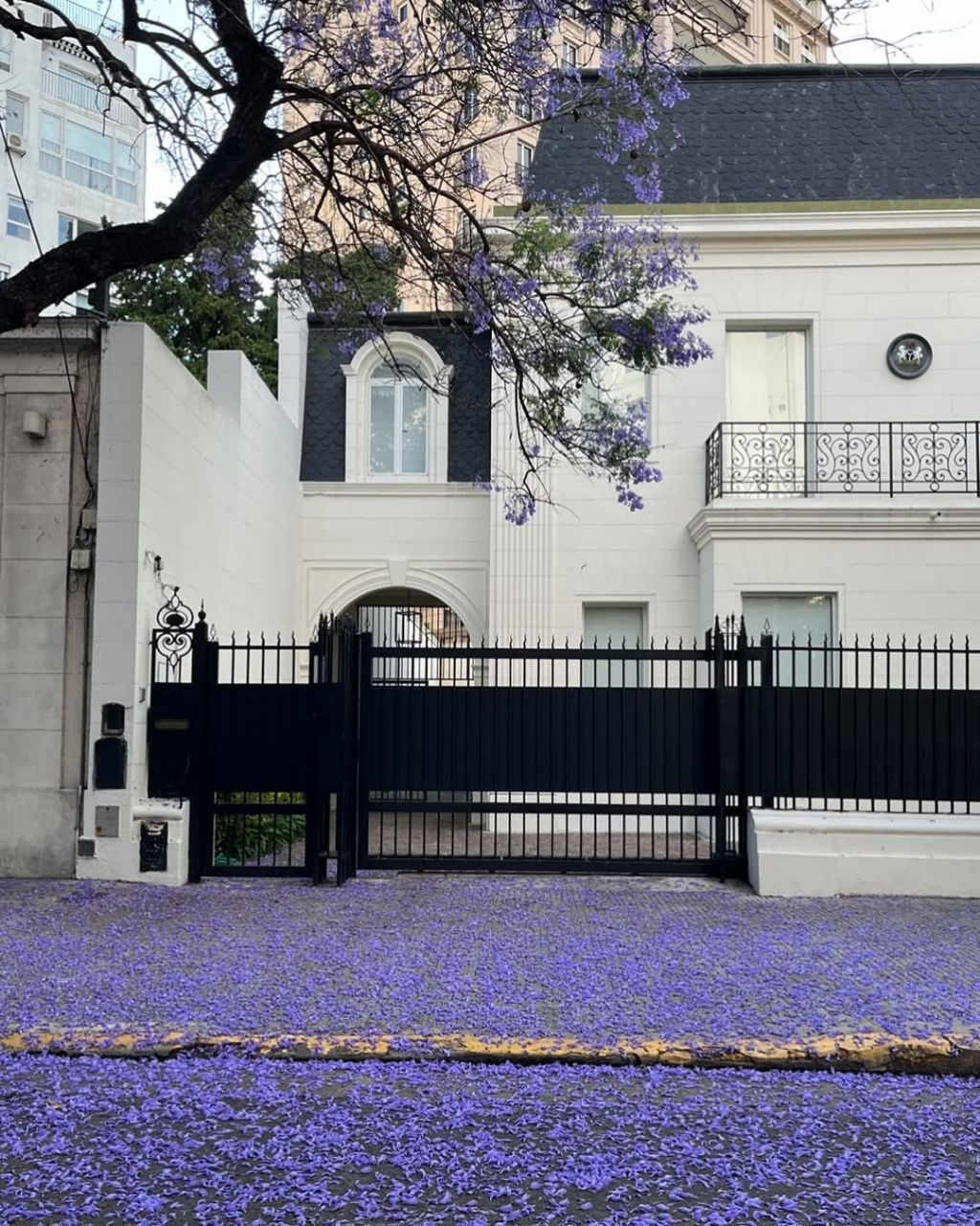 한국에선 생소한 보라색 가로수꽃 | 인스티즈