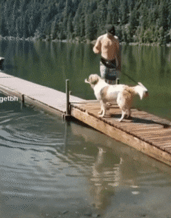 물에빠져 발버둥 치는 개를 물안으로 밀어 버리는 주인 | 인스티즈