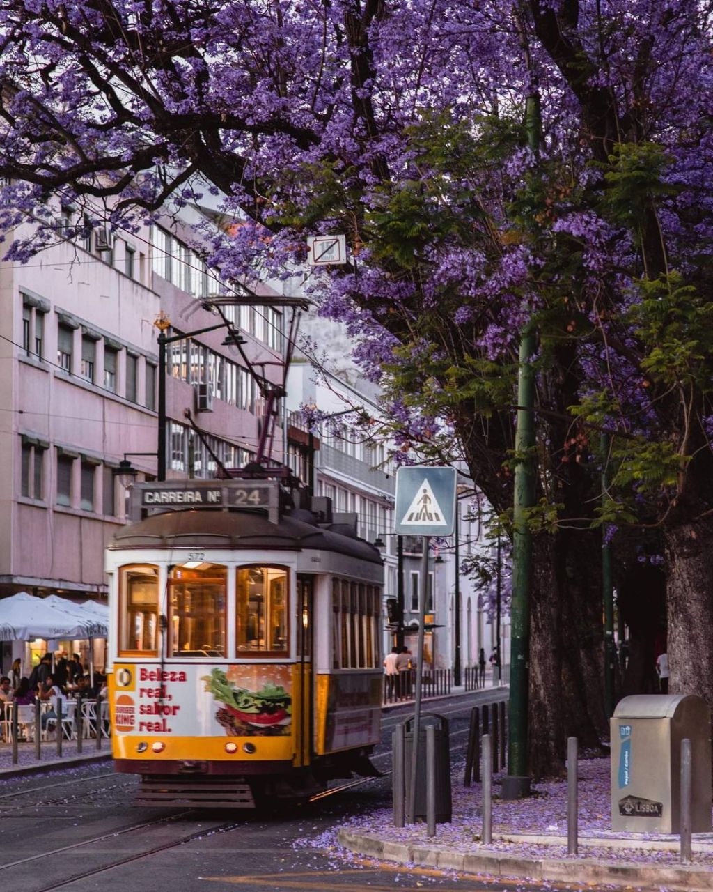 한국에선 생소한 보라색 가로수꽃 | 인스티즈