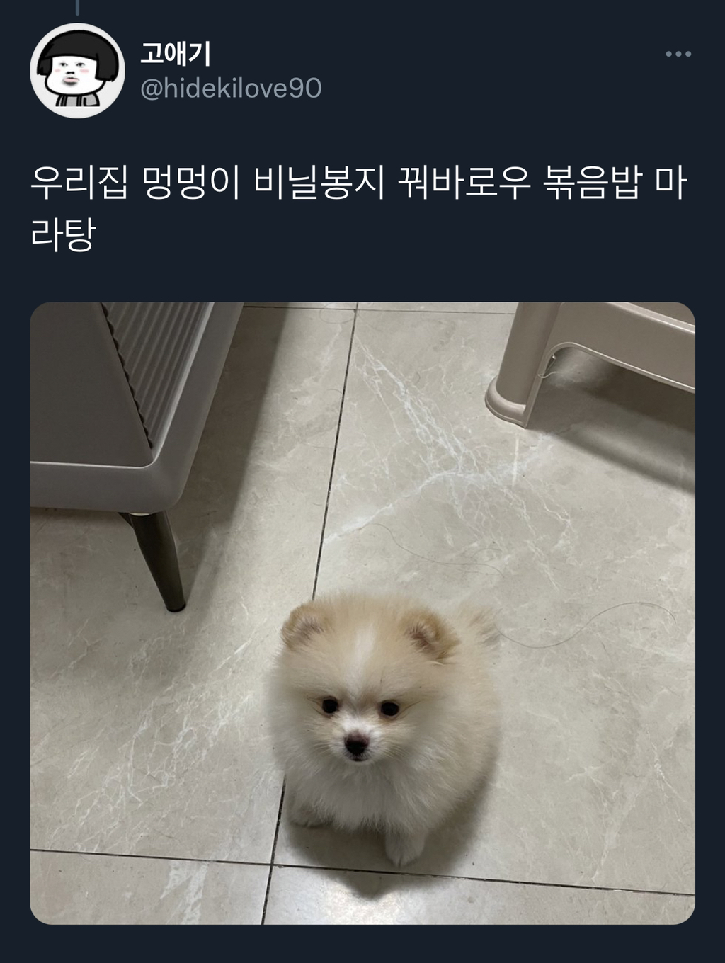 강아지 자기 이름 아는 줄 알았는데.twt | 인스티즈