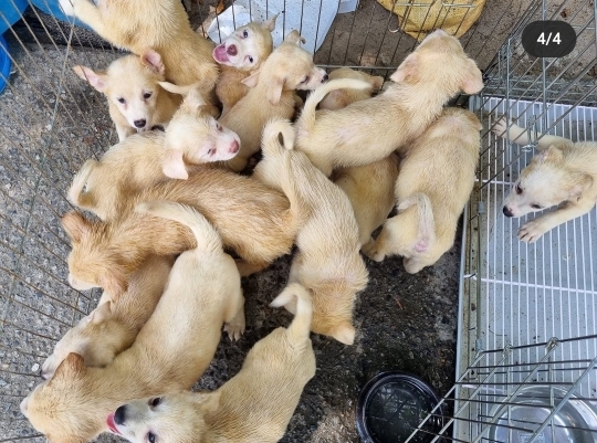 이 더운날 좁은 케이지에 강아지를 14마리나 버리고 감(오늘 일임!) | 인스티즈