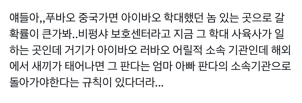 아이바오 학대한 사육사가 있는곳으로 갈 확률이 있는 푸바오.twt | 인스티즈