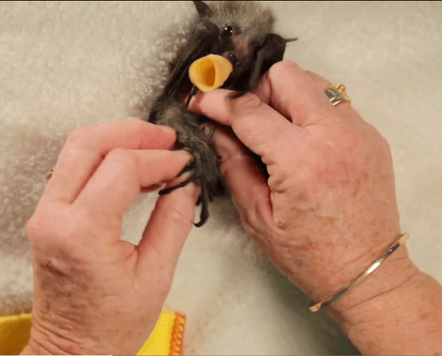 너무 너무 귀여운 아기박쥐 부리또 만들기 | 인스티즈