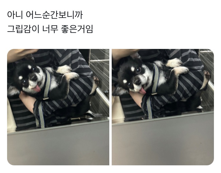 급하게 엘베타느라 허겁지겁 안았는데 아기코알라마냥 데롱데롱.twt | 인스티즈