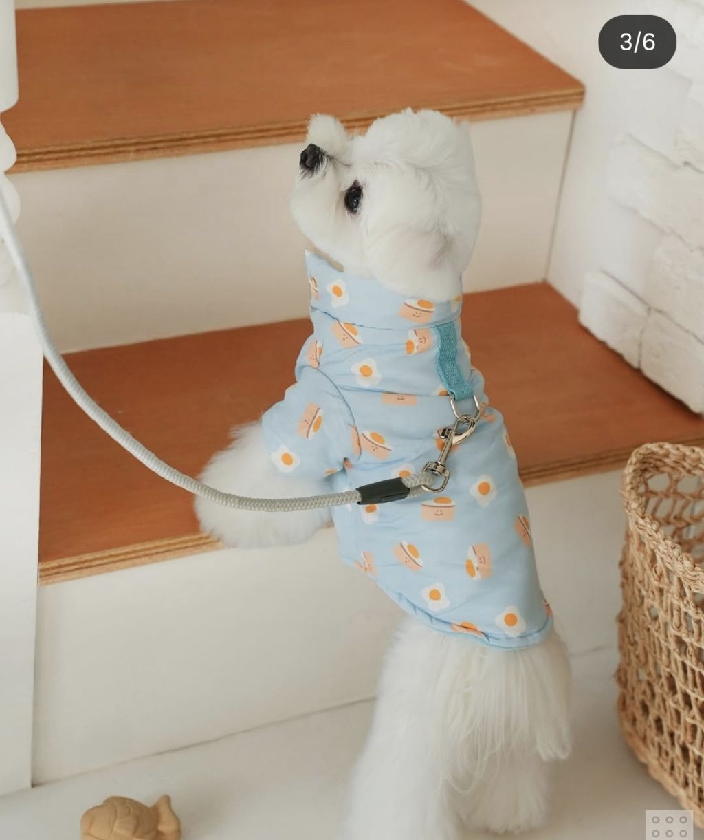 다이소에서 나온 강아지 고양이 겨울 옷 🐶 🐱 | 인스티즈