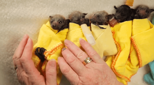 너무 너무 귀여운 아기박쥐 부리또 만들기 | 인스티즈