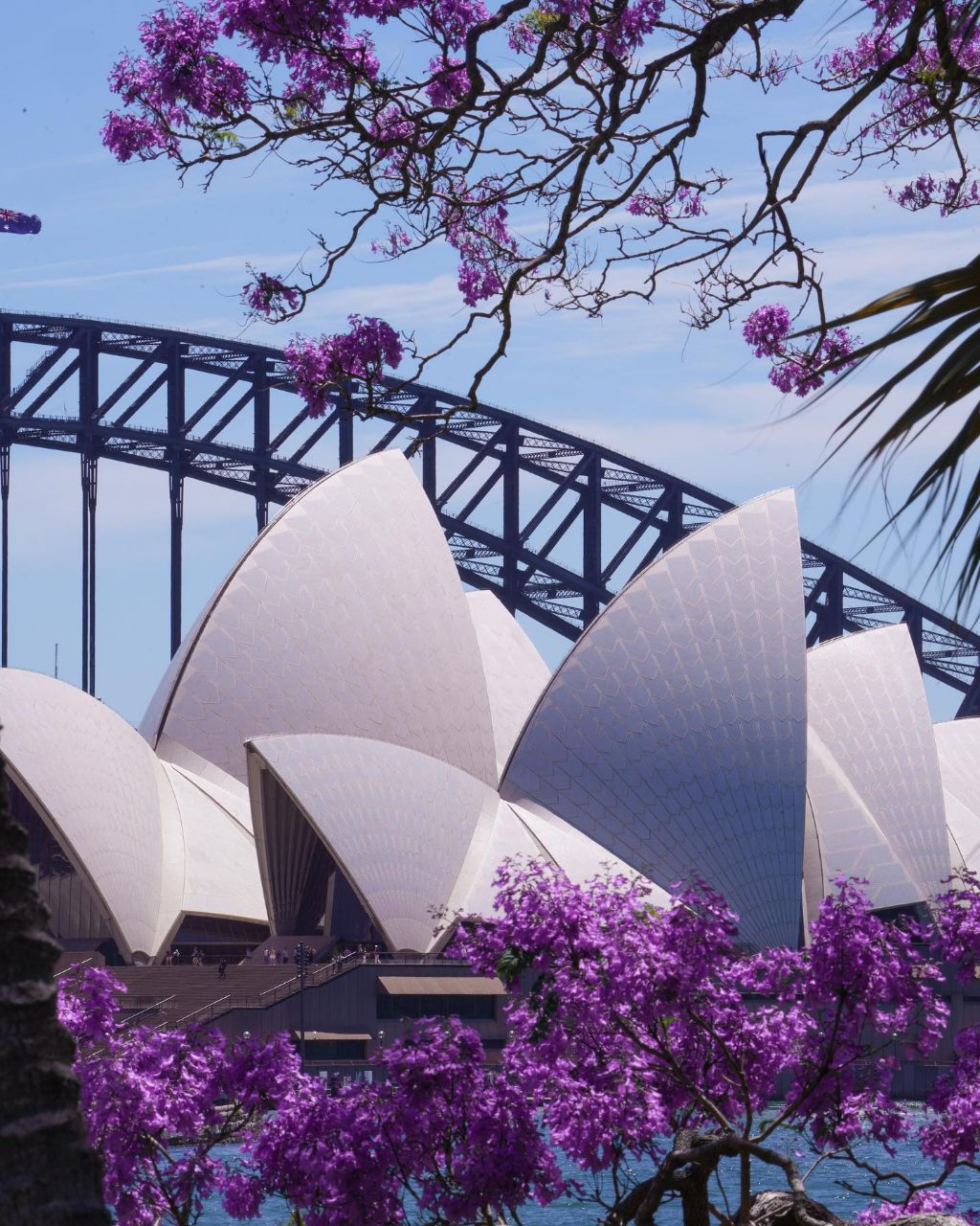 한국에선 생소한 보라색 가로수꽃 | 인스티즈