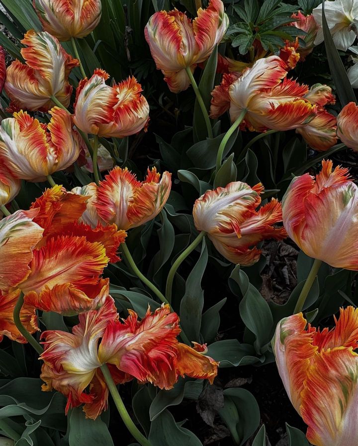 한국인은 다른 게 생각나는 꽃 사진 | 인스티즈