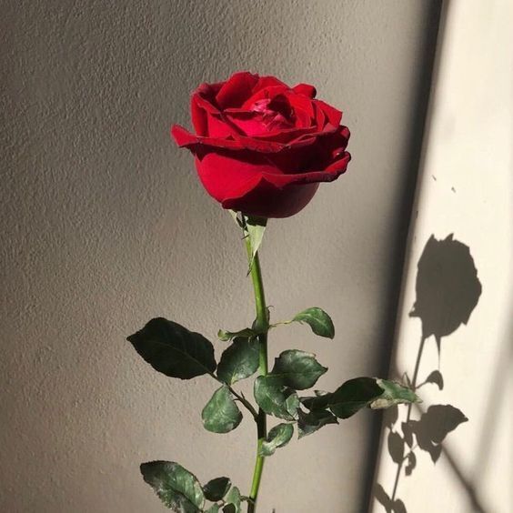당신을 사랑한다는 말을 길게도 돌려썼네요.그래요. 난 당신을 사랑해요 | 인스티즈