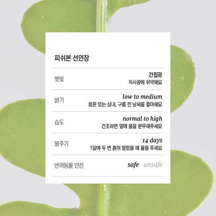요즘 소소하게 유행하는 반려식물 | 인스티즈