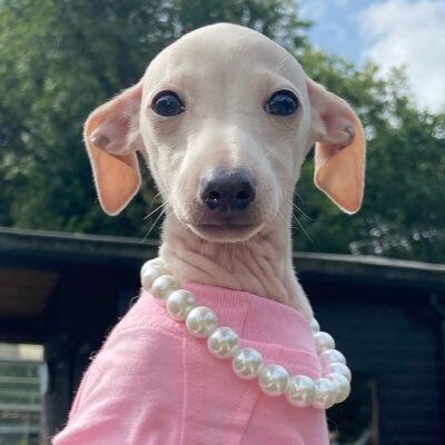 며칠 전에 카톡 프사를 이 강아지 사진으로 바꿨는데...twt | 인스티즈