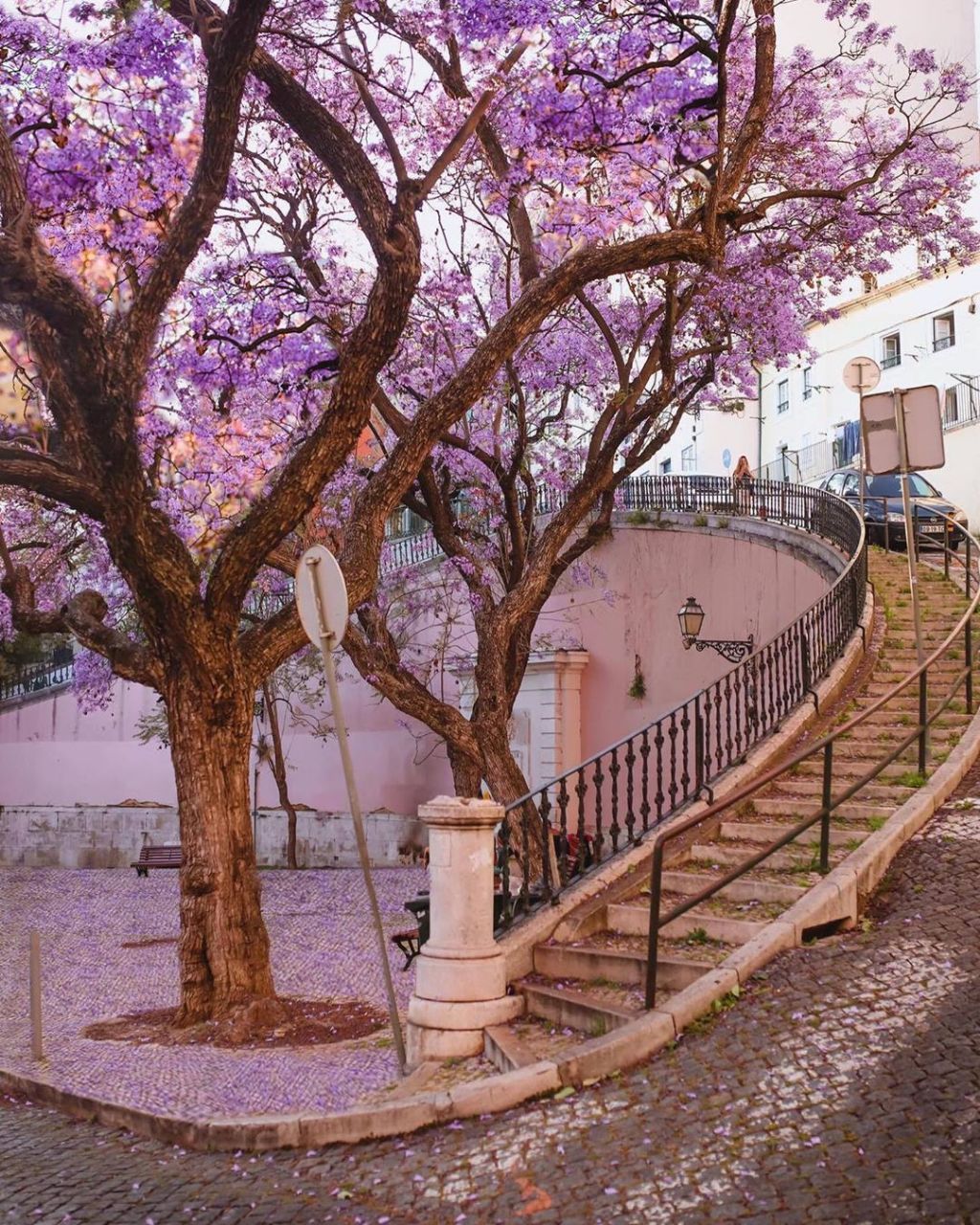 한국에선 생소한 보라색 가로수꽃 | 인스티즈