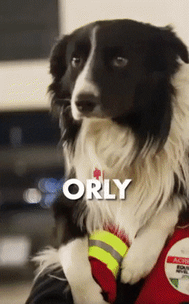 멕시코에서 튀르키예로 출동하는 구조견들 | 인스티즈