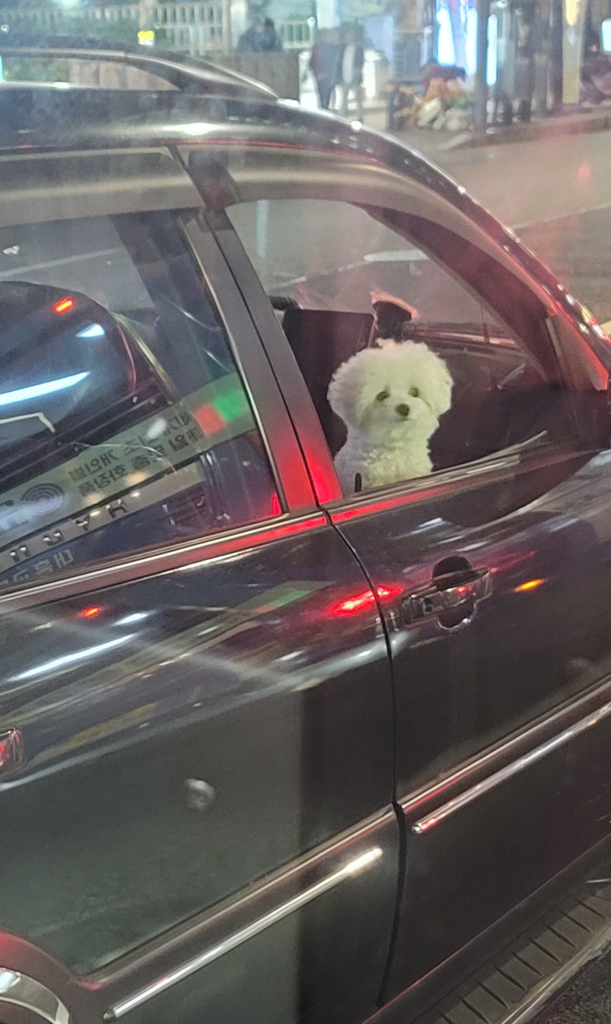 옆차의 강아지가 계속 이쪽을 보길래 귀엽다 이러고 있었는데 보니까 기사님께서 계속 우쭈쭈 하고 계셨음.twt | 인스티즈