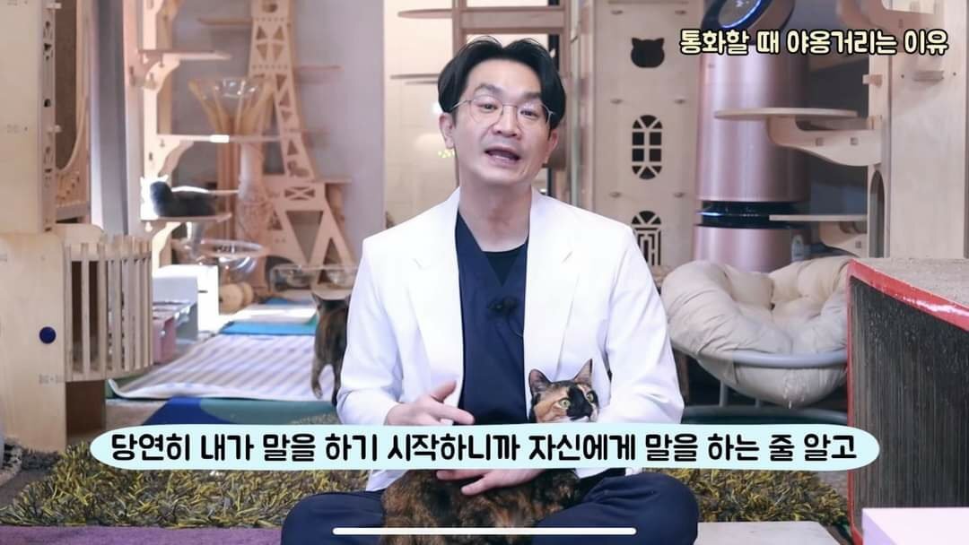 고양이가 전화할 때 옆에 와서 야옹거리는 이유 | 인스티즈