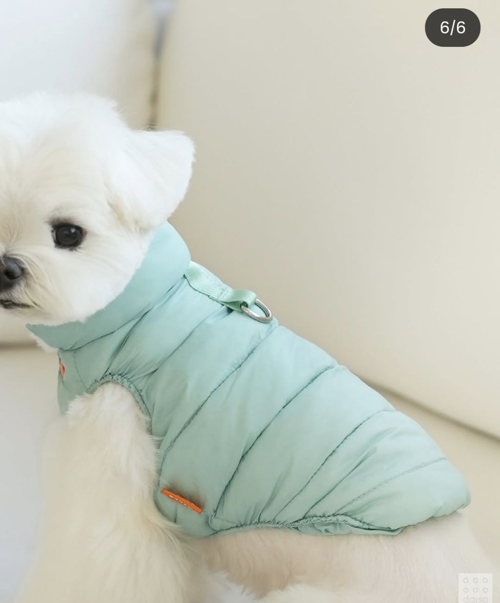 다이소에서 나온 강아지 고양이 겨울 옷 🐶 🐱 | 인스티즈