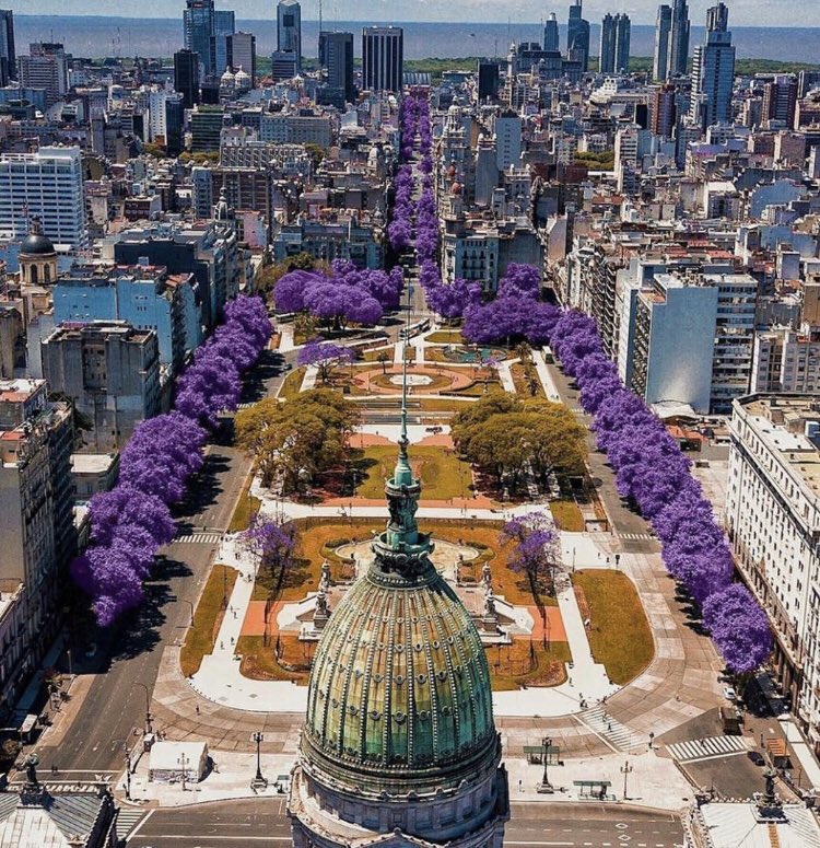 한국에선 생소한 보라색 가로수꽃 | 인스티즈