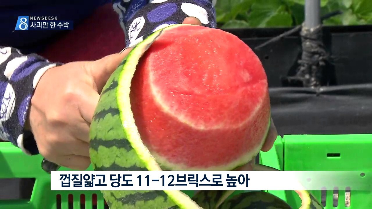 사과처럼 깎아 먹는다는 애플수박 | 인스티즈