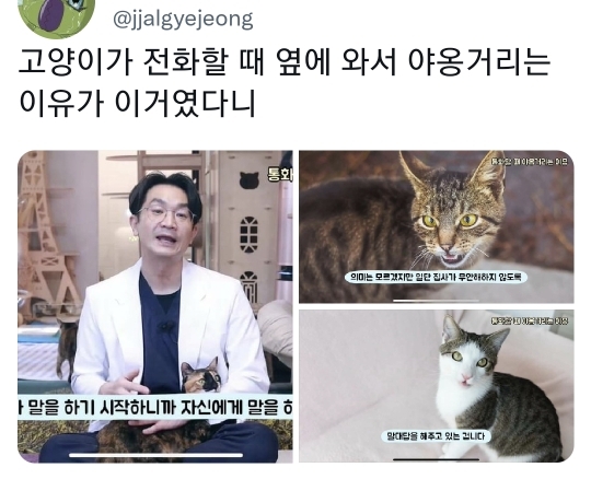 고양이가 전화할 때 옆에 와서 야옹거리는 이유 | 인스티즈