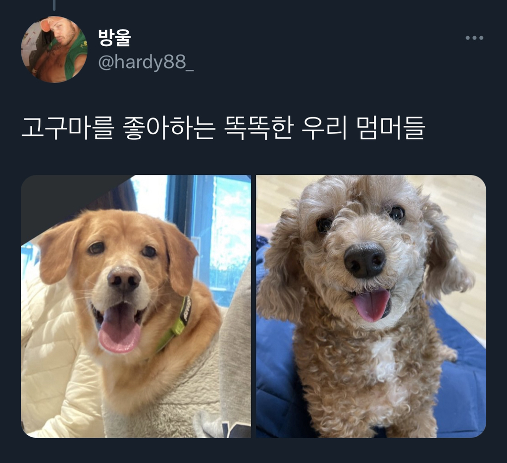 강아지 자기 이름 아는 줄 알았는데.twt | 인스티즈