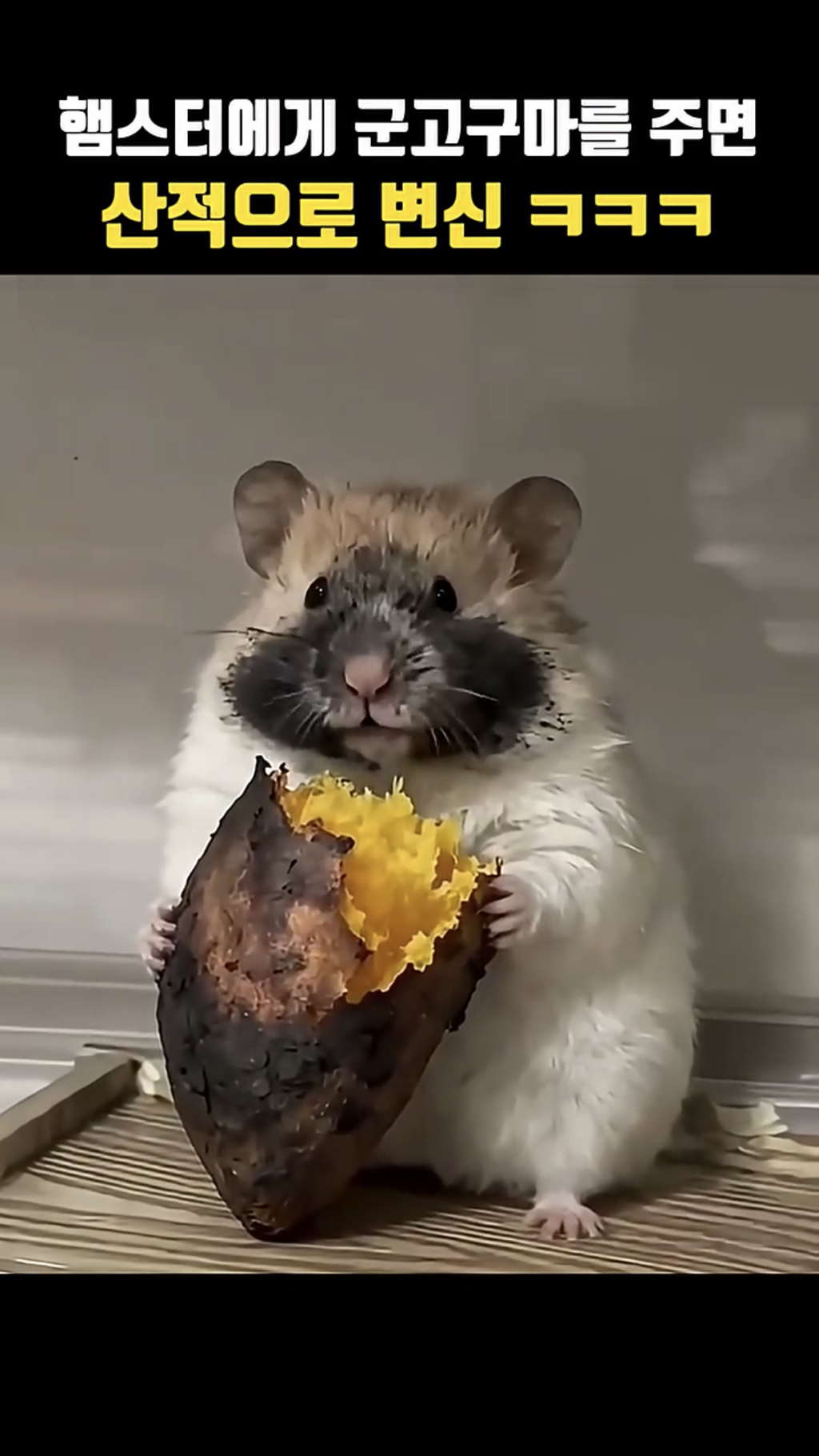 햄스터에게군고구마를주지마세요 🐹🍠 | 인스티즈