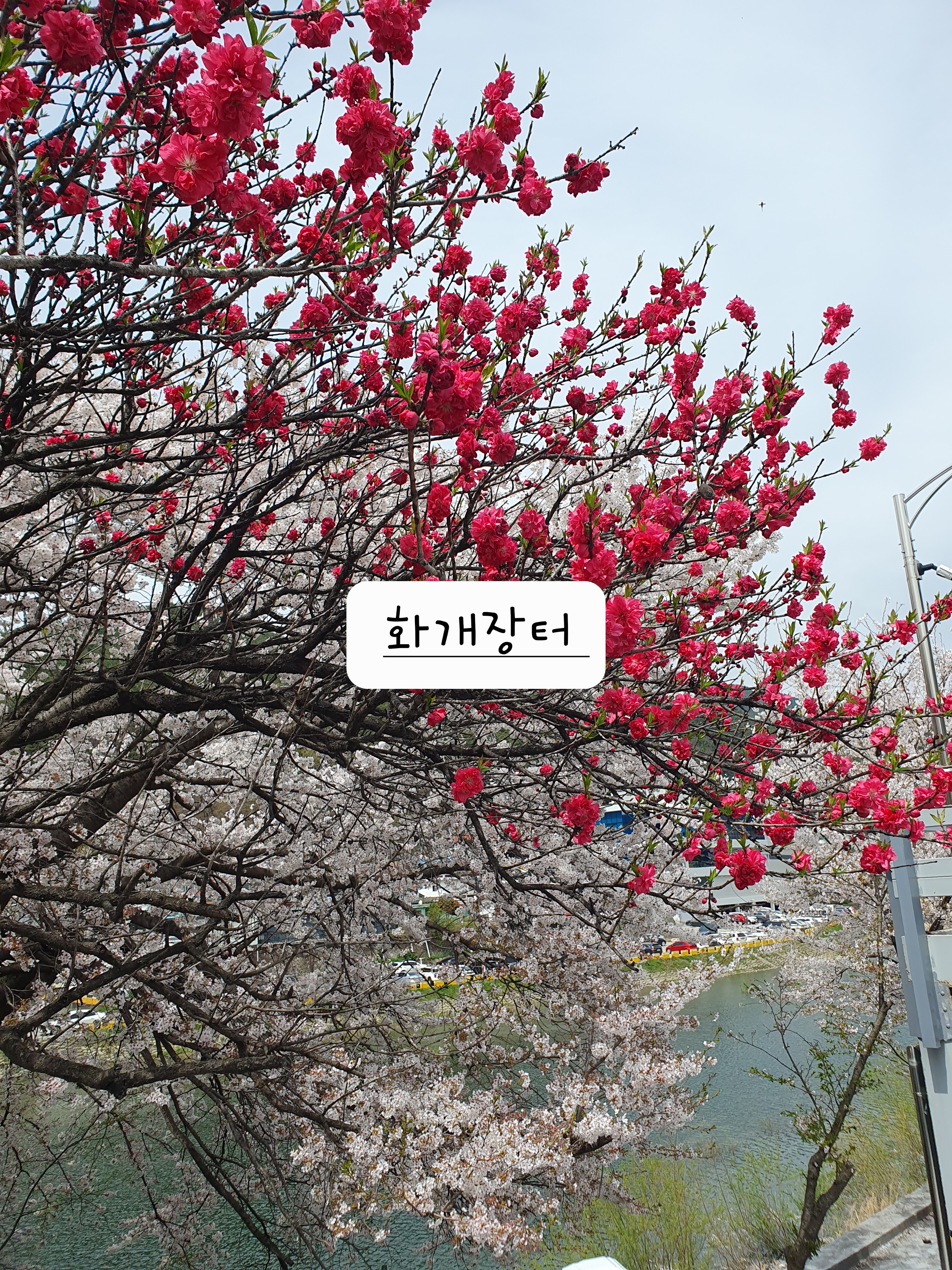 화계장 이미지