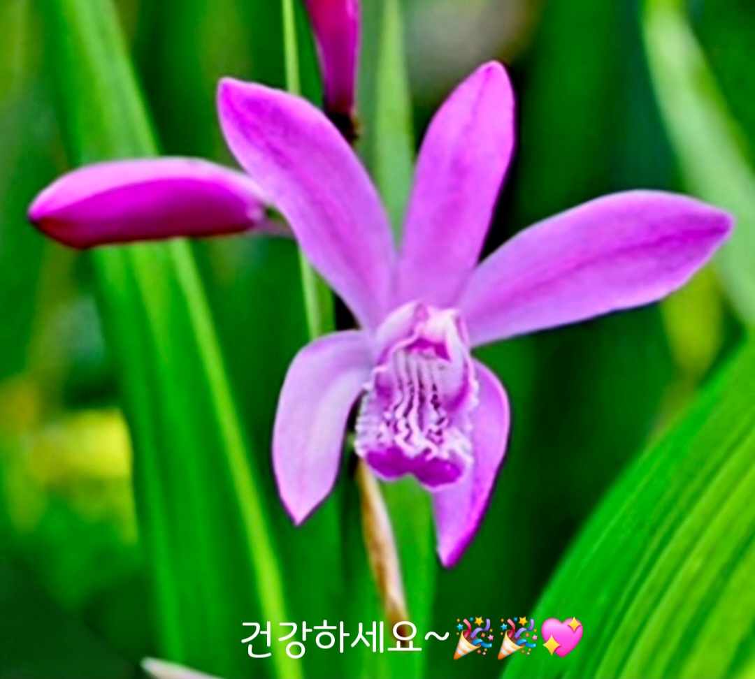 이오 이미지