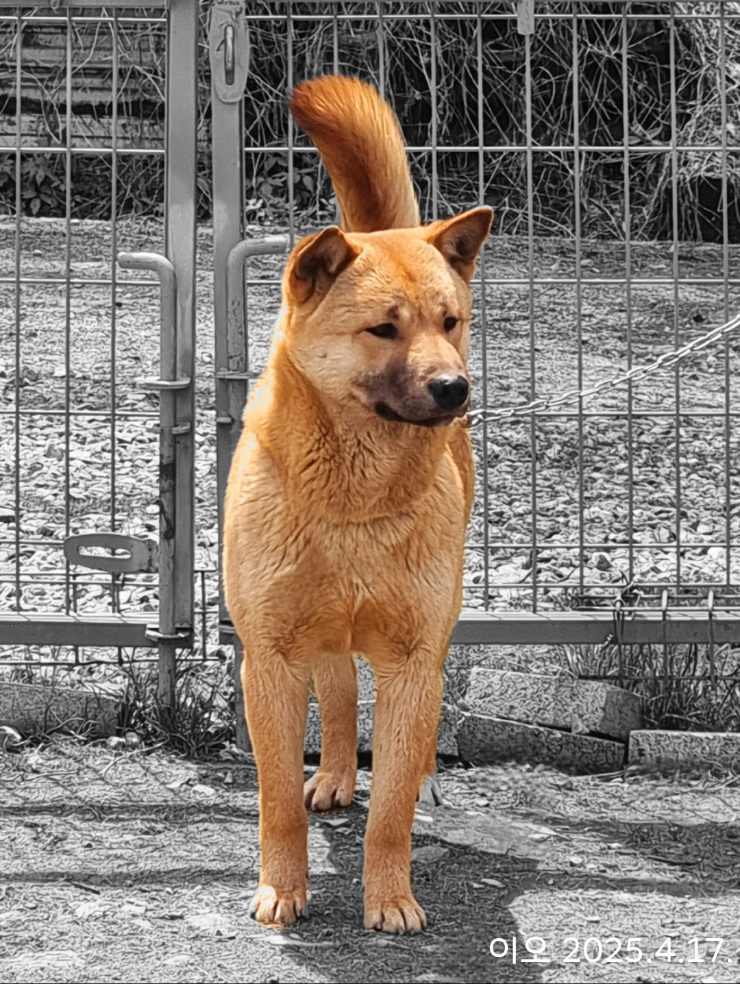 이오 이미지