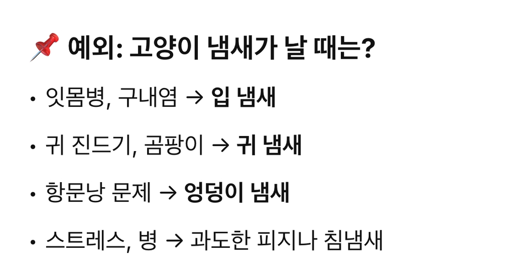 고양이 털 냄새가 신기한 집사 | 인스티즈