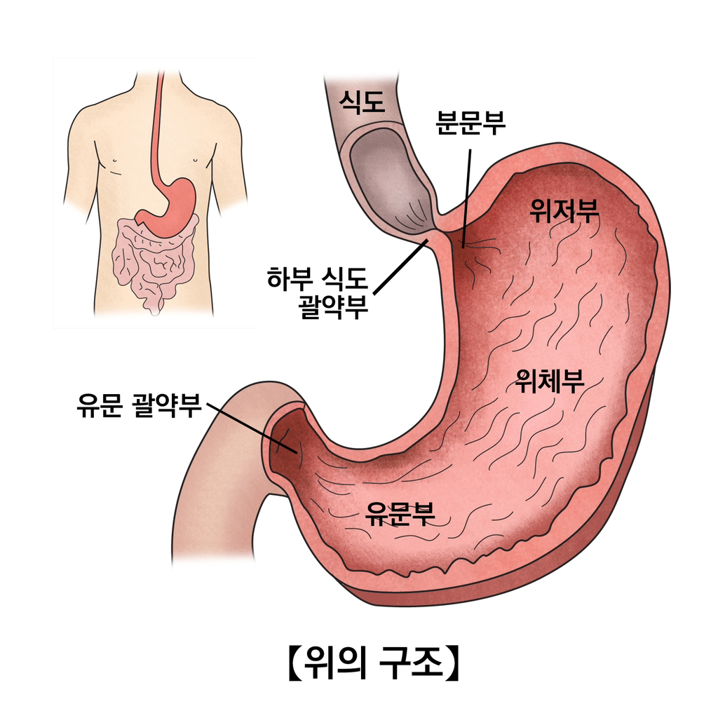 스트레스가 굉장히 크게 영향미친다는 장기 질환중 하나 | 인스티즈