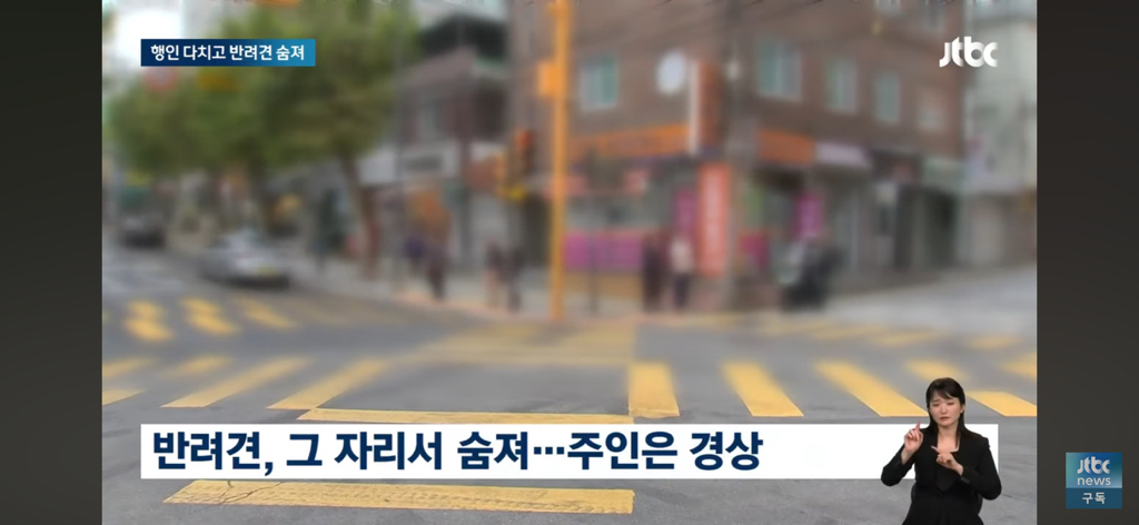 운전자 돌진에 반려견 사망…오열하는 견주…… | 인스티즈