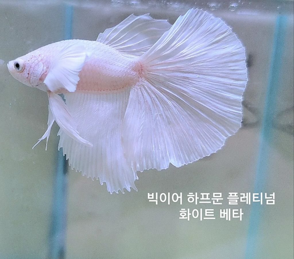 에코아트 이미지