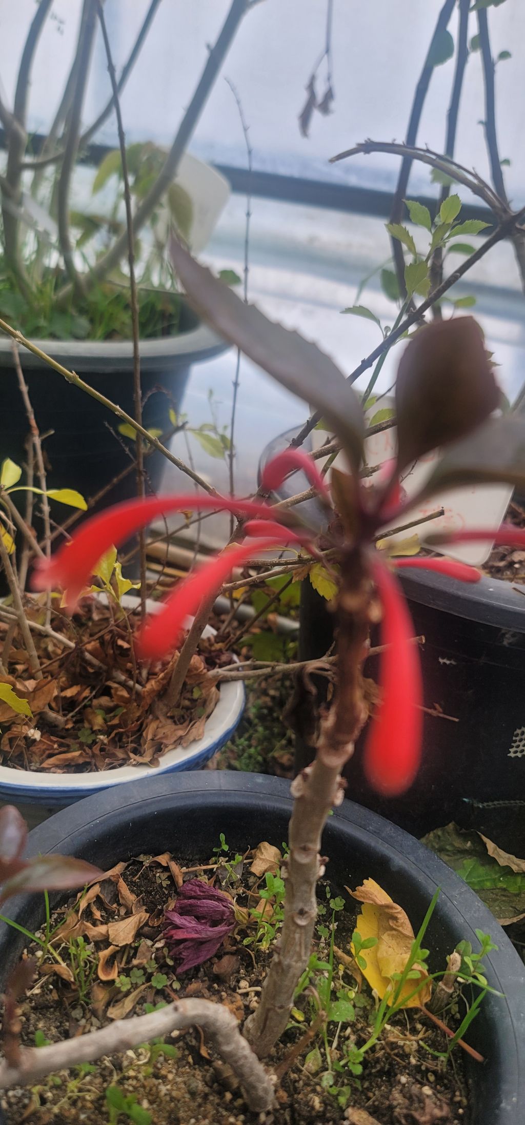 트리더마 이미지