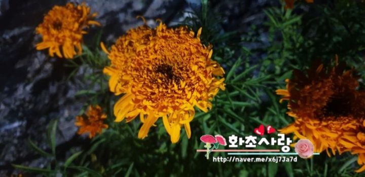 메리 골드 이미지