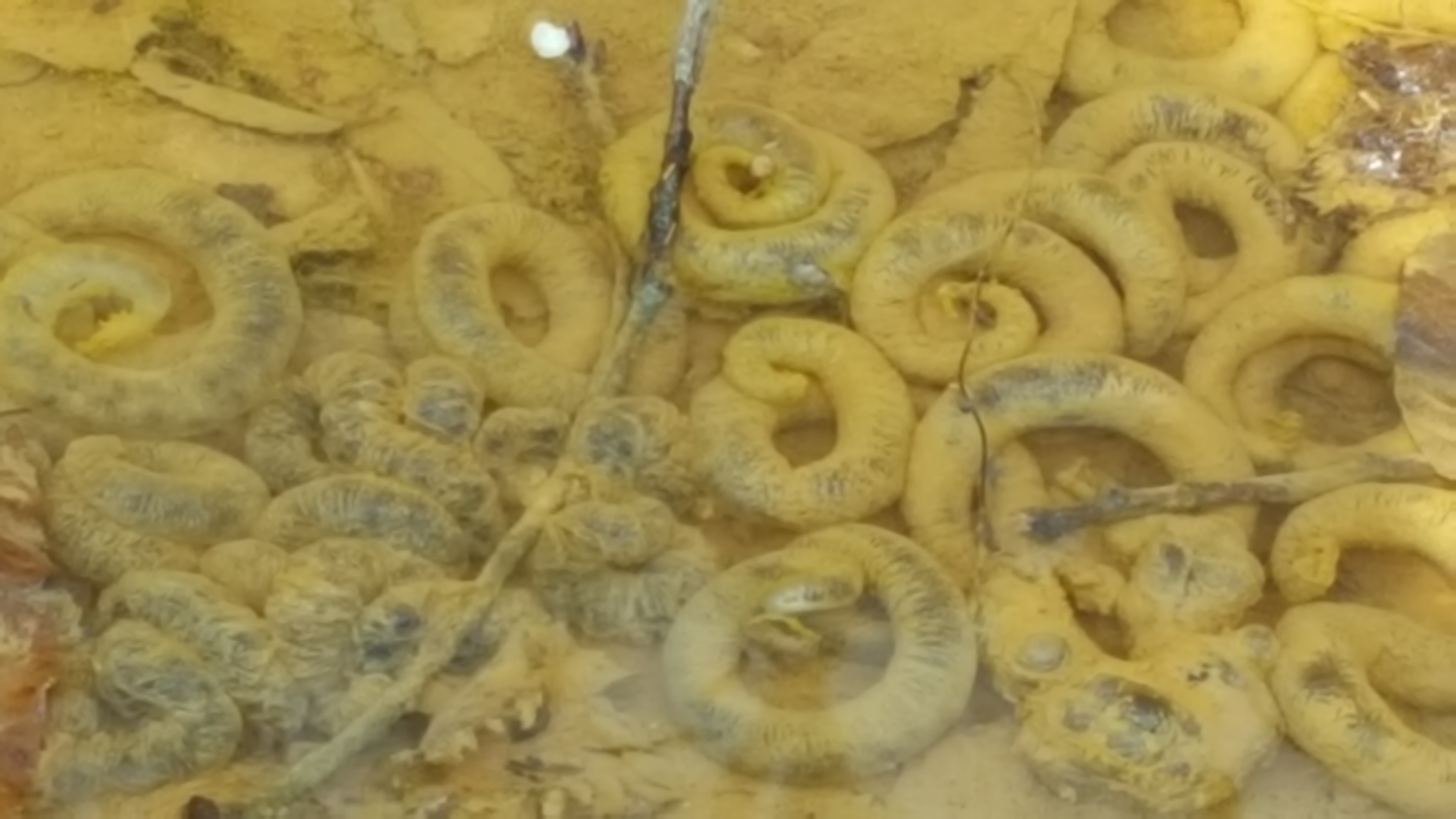 반디농원 이미지