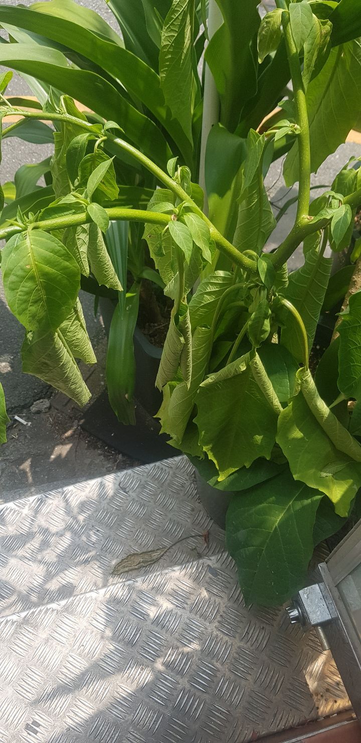 일오일 이미지
