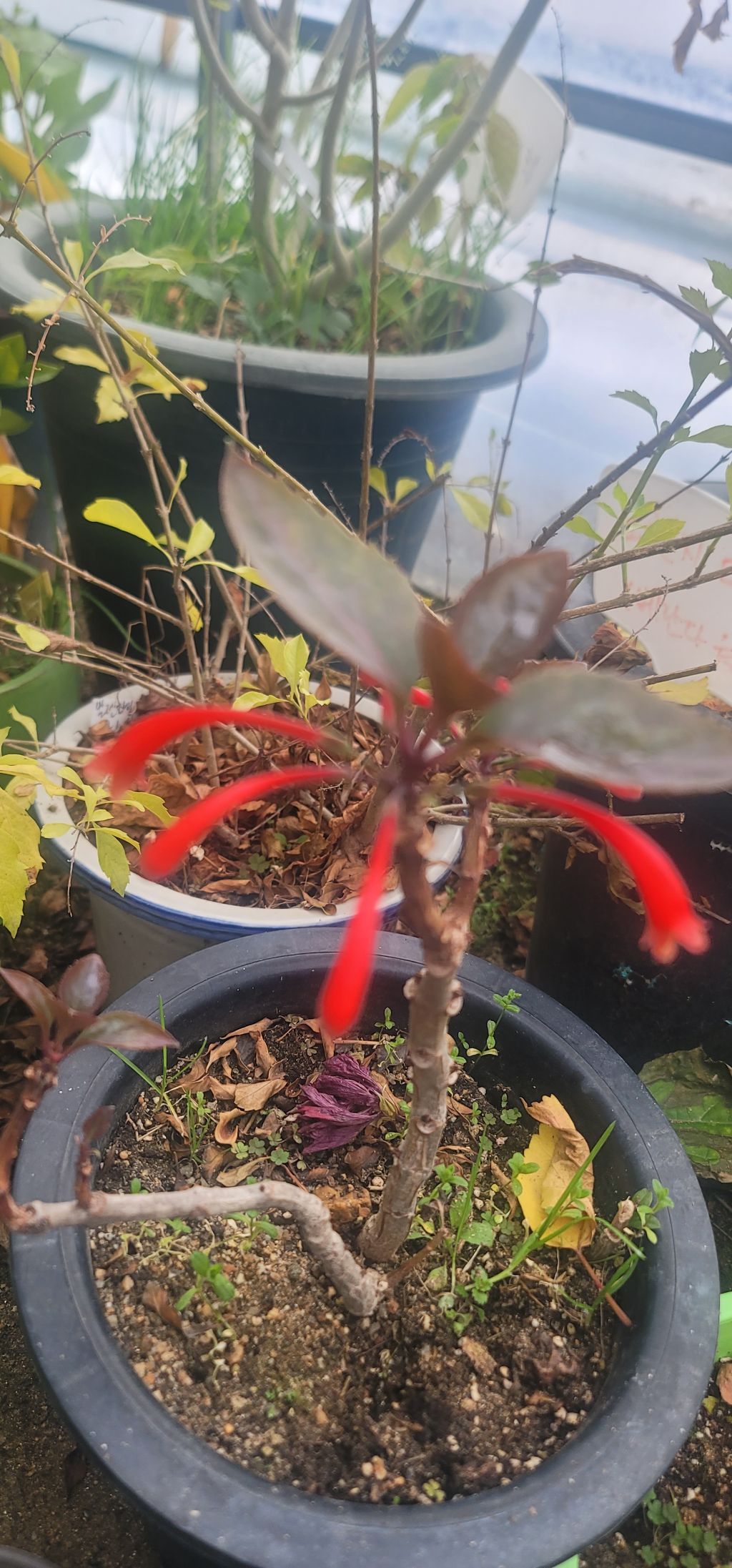 트리더마 이미지