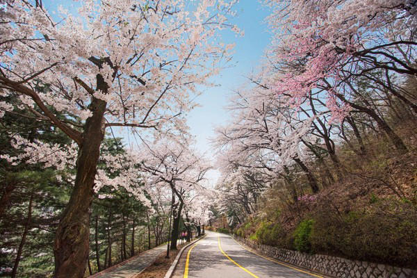 꽃들임 이미지