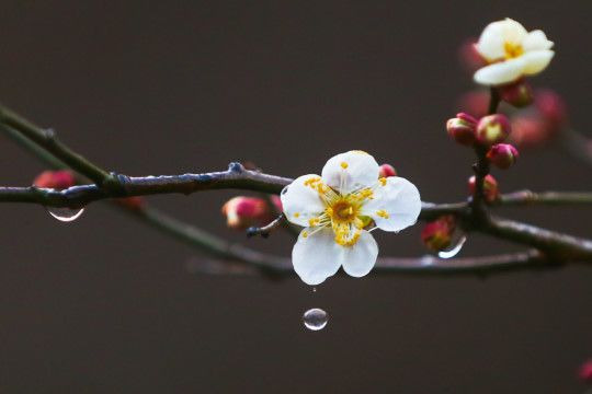사라 이미지
