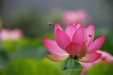 사라 이미지