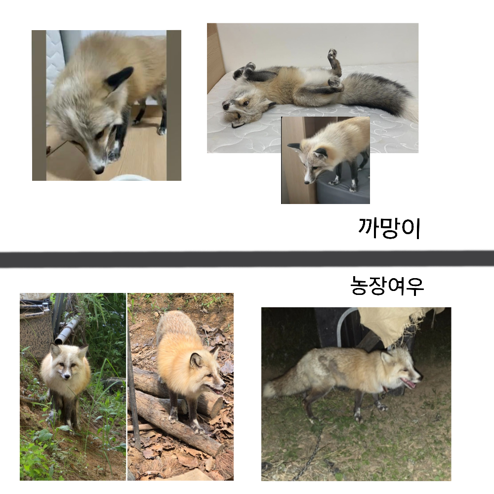 여우 이미지