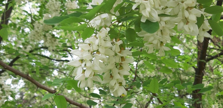 동구밖과수원 이미지