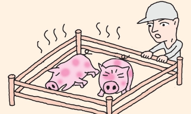 선양돼지 이미지