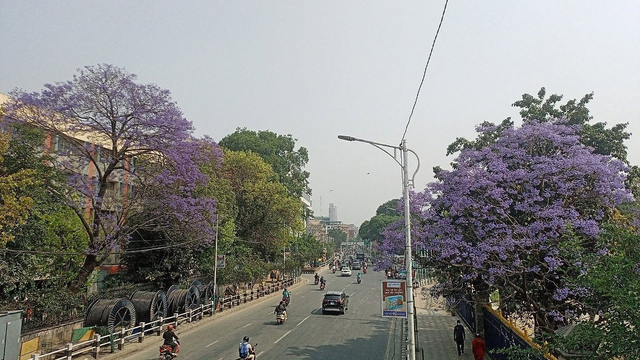 보라색 이미지