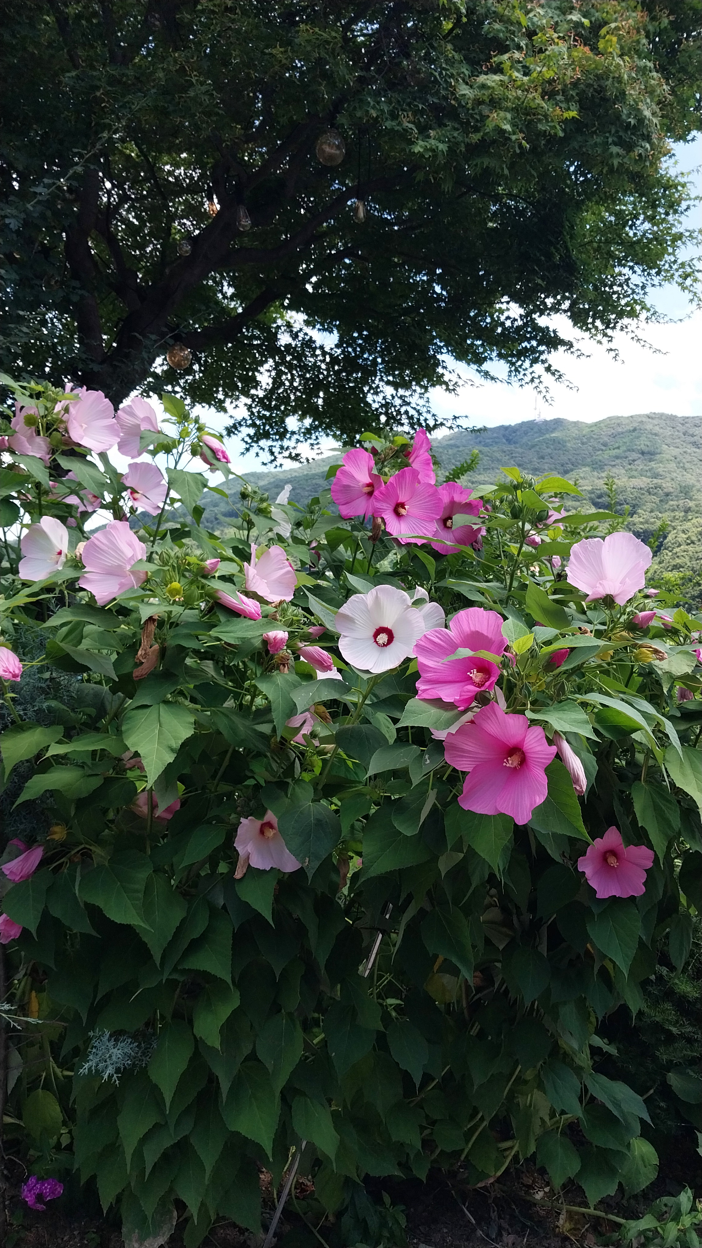 카페화수목 이미지